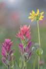 Canada, British Columbia, East Kootenay Mountains. Indian paintbrush and daisy flowers. Art Print